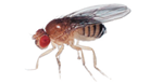 drosophila