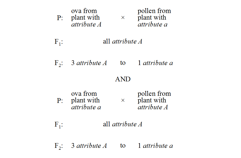 monohybrid results pattern