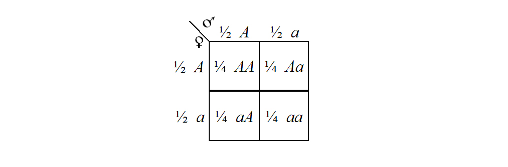 monohybrid results in a punnett squate