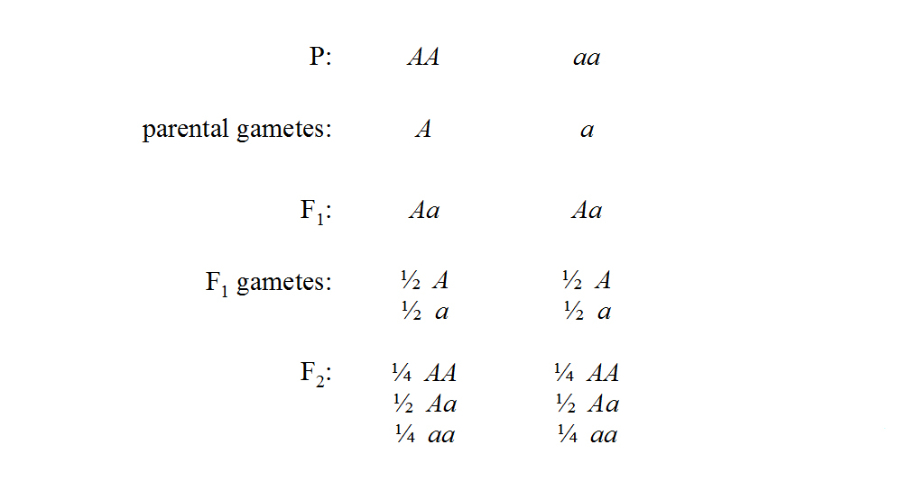 monohybrid results, symbolically