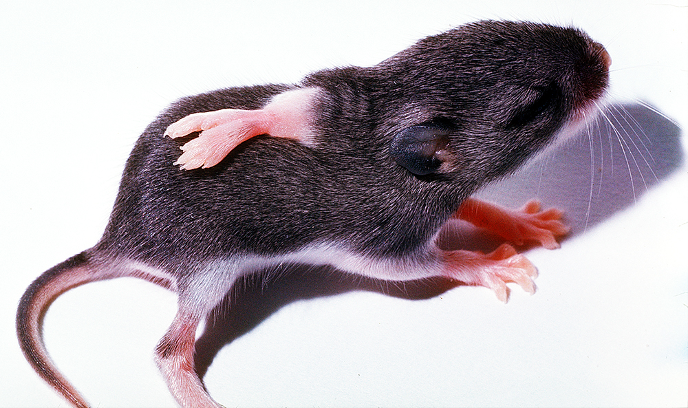 six-legged mouse